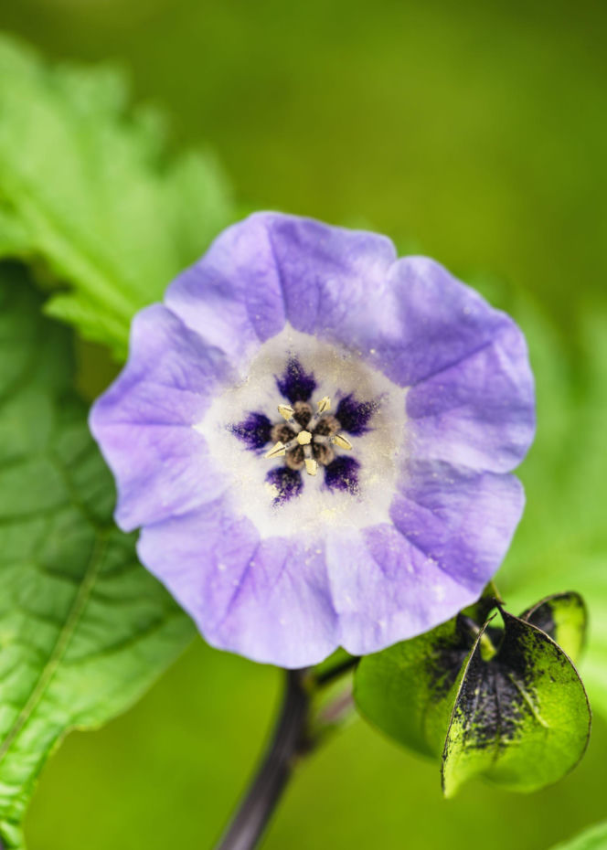 Nikandra peruwiańska