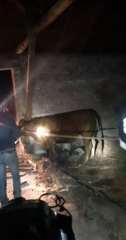 Goślice. Krowa na gigancie! Stwarzała zagrożenie na drodze i nie chciała wrócić!