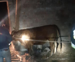 Goślice. Krowa na gigancie! Stwarzała zagrożenie na drodze i nie chciała wrócić!