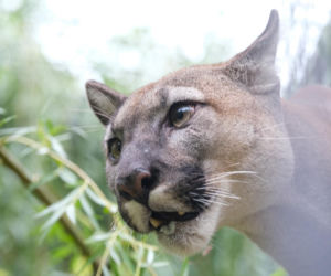 Trzymał w domu pumę. Został skazany