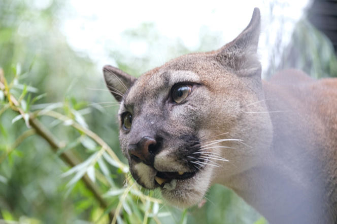Trzymał w domu pumę. Został skazany