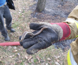 Wyciągnęli padalca z pożogi
