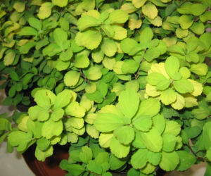 Tawuła brzozolistna 'Tor Gold'