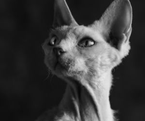 Fundacja Felineus zaprasza na sesje zdjęciowe z adoptowanymi pupilami