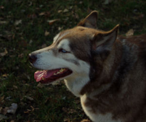 Husky opanowały Psi Park! [GALERIA]