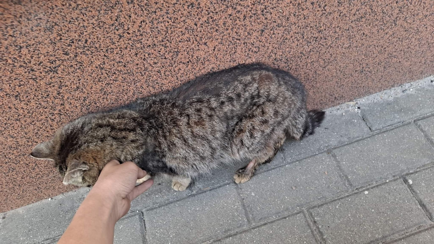 Ktoś przyczepił kotu petardę do brzucha! Zwierzę konało w potwornych męczarniach [DRASTYCZNE ZDJĘCIA]