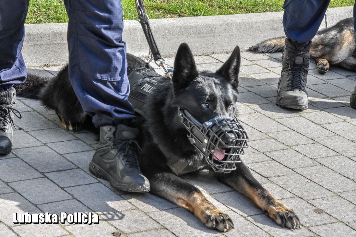 Policyjne psy w Lubuskiem - HADES (Strzelce Krajeńskie)