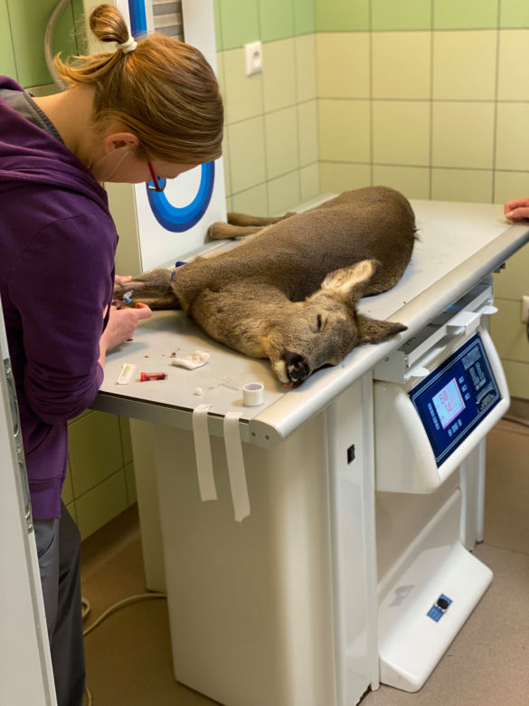 Oswojona sarna przez śnieg zgubiła drogę do domu [ZDJĘCIA]