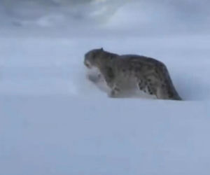 Horror na stoku. Narciarce krew się lała z twarzy. Zaatakował ją drapieżnik!