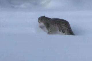 Horror na stoku. Narciarce krew się lała z twarzy. Zaatakował ją drapieżnik!