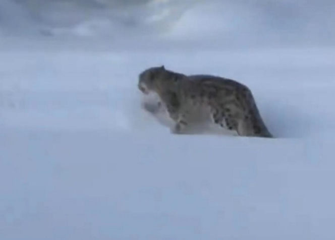 Horror na stoku. Narciarce krew się lała z twarzy. Zaatakował ją drapieżnik!