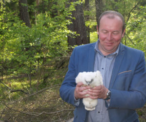 Żmigrodzkie sokoły zostały zaobrączkowane