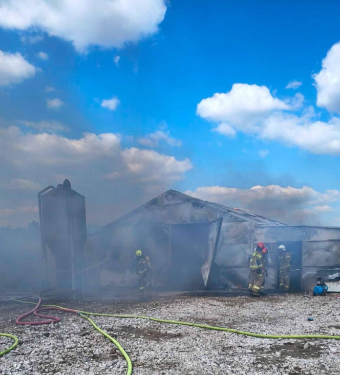 Ogromne straty po pożarze wielkiego kurnika w Lipinkach. W środku trzymano blisko 2 tysiące bażantów