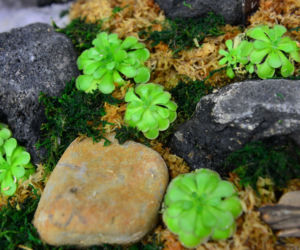 Tłustosz (Pinguicula)