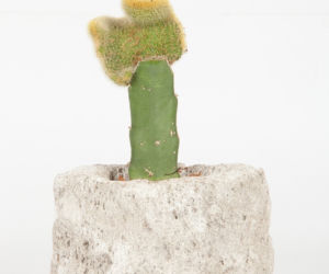 Wilczomlecz mleczny 'Cristata'