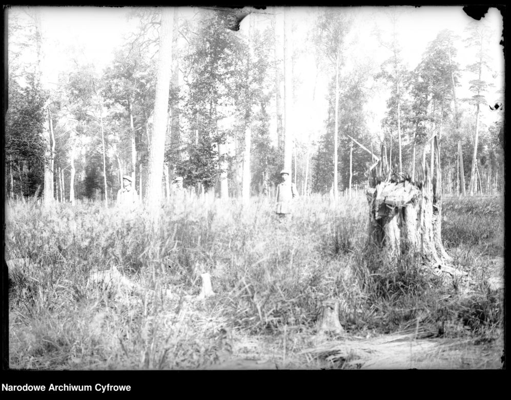 Puszcza Białowieska, 1933 r.