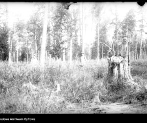 Puszcza Białowieska, 1933 r.