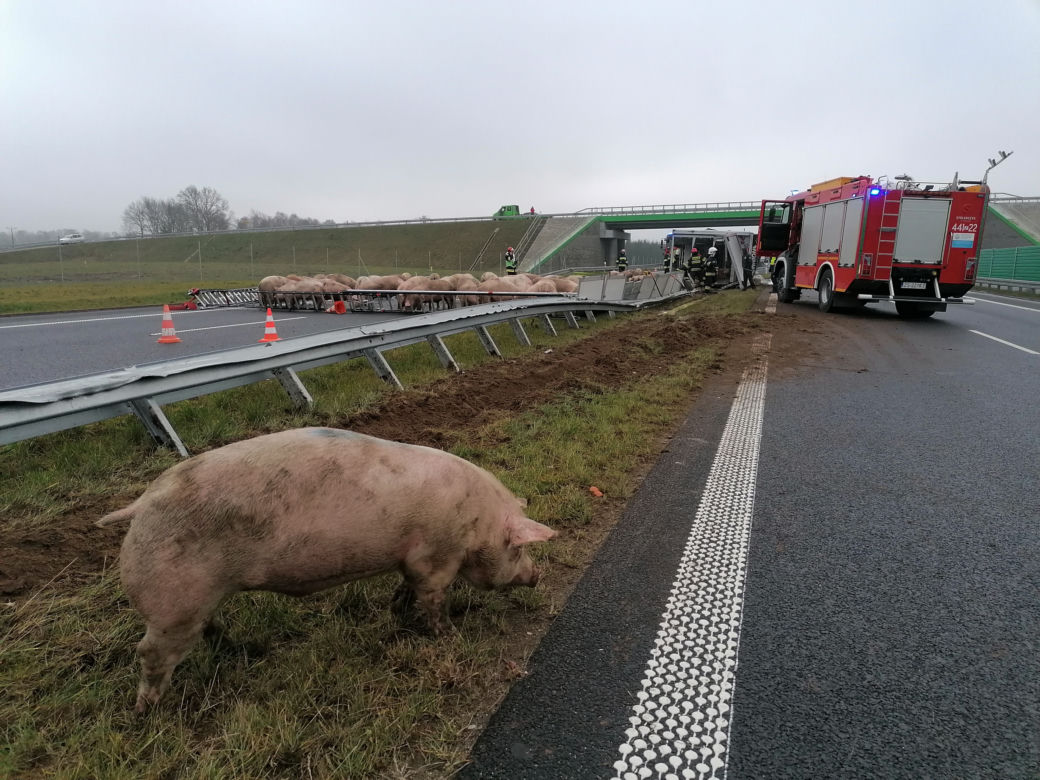 Świnie zablokowały trasę S6