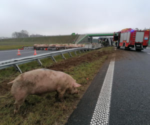 Świnie zablokowały trasę S6