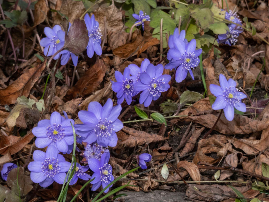Przylaszczka siedmiogrodzka (Hepatica transsilvanica) 