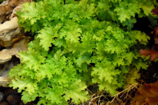 Żurawka 'Pear Crisp' - Heuchera 'Pear Crisp'