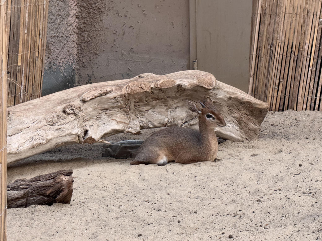 Czy warto jechać do ZOO Wrocław zimą?