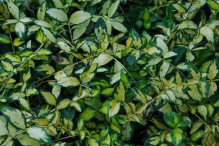 Barwinek pospolity ‘Cahill’ ('Illumination') - Vinca minor ‘Cahill’ = Vinca minor 'Illumination'