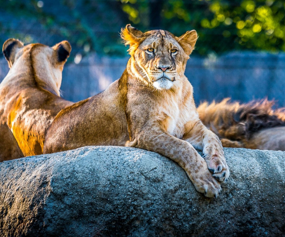 ZOO