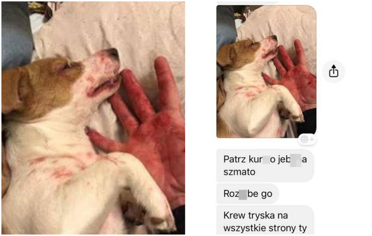 Rzuciła go dziewczyna, więc brutalnie skatował psa. "Patrz kur*o jeb**a szmato, krew tryska na wszystkie strony" [DRASTYCZNE ZDJĘCIA]