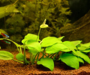 Anubias