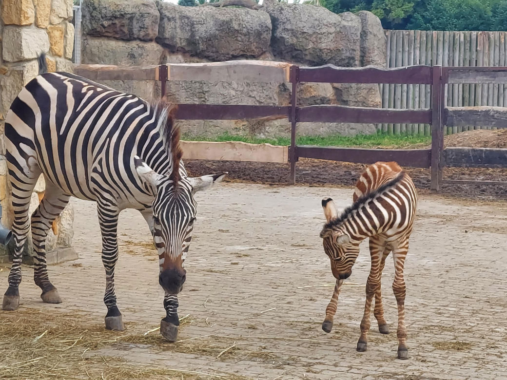 Mała zebra w zamojskim ZOO