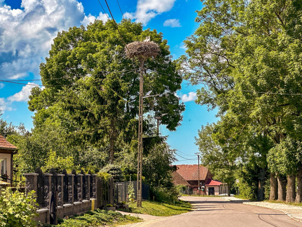 Bociania wieś znów tętni życiem. Żarłoczne orły w odwrocie
