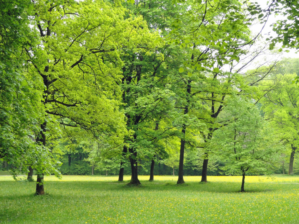 Park przy Zawilcowej