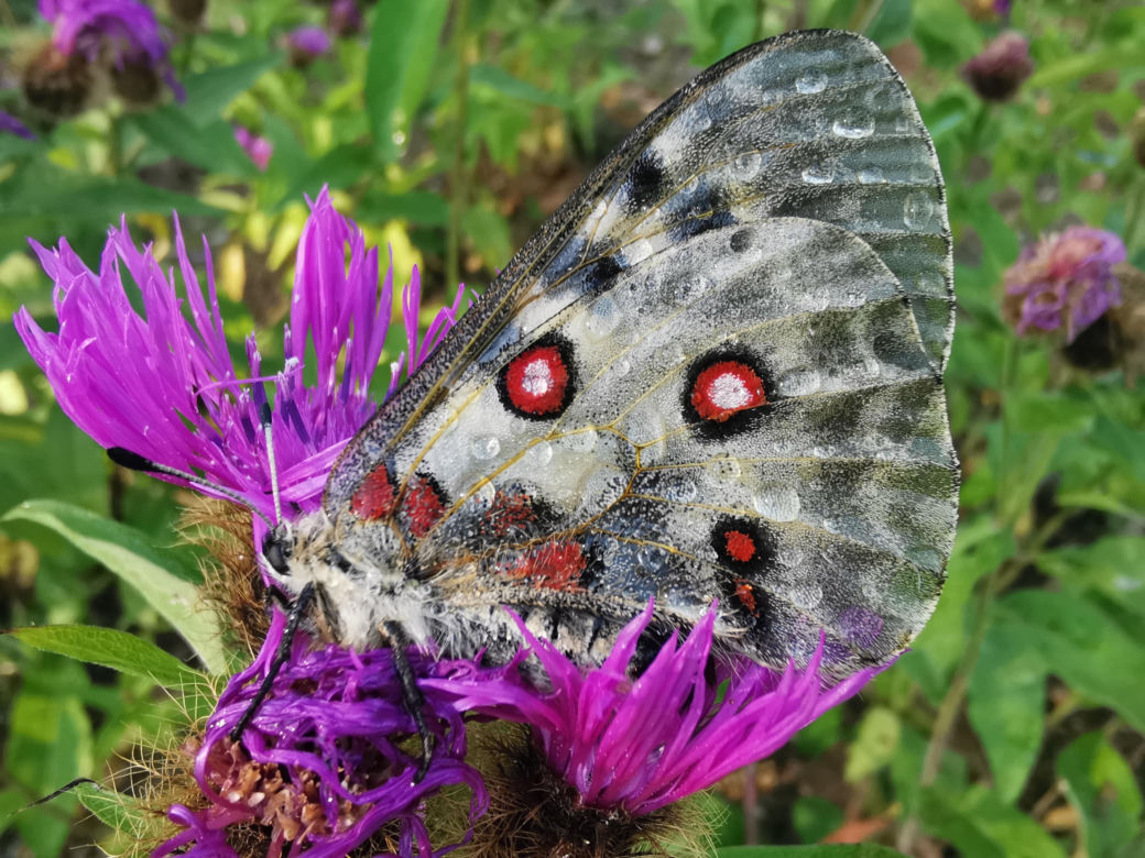 Motyl niepylak apollo to w Polsce rzadkość. Niektóre z nich mają nawet swoje numery