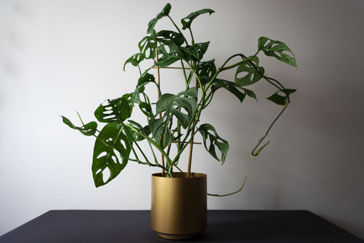 Monstera