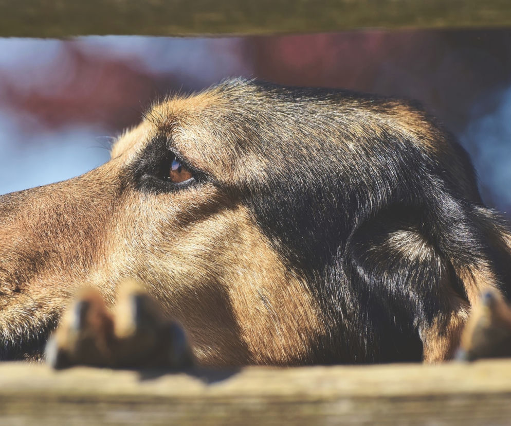 „Podaj Łapę”! Studenci UMCS stworzyli charytatywny spektakl. Zachęcają do adopcji psów