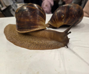 Egzotyczny świat zawitał do Bydgoszczy! Pająki i węże były na wyciągnięcie ręki