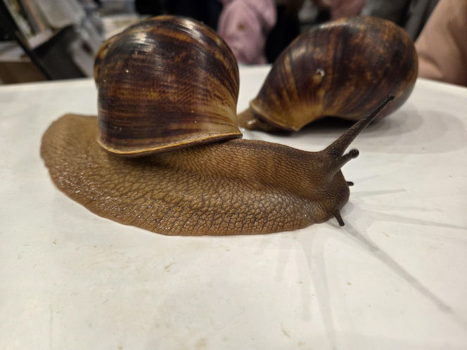 Egzotyczny świat zawitał do Bydgoszczy! Pająki i węże były na wyciągnięcie ręki