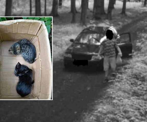 Myślał, że nikt nie widzi, jak wyrzuca kotki w reklamówce. Wszystko się nagrało