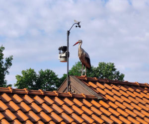 Młode uczą się latać. Bocian Krutek szykuje się z rodziną do jesiennej eskapady!