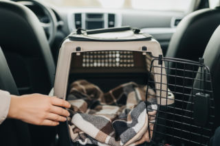 Podróż ze zwierzakiem na święta. Jak uniknąć kwarantanny za granicą?