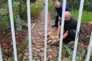 Młody wilk złapany na działkach w Gryfinie