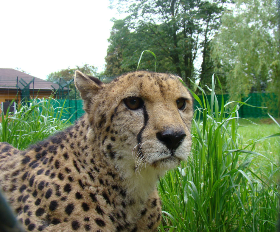 Zoo w Chorzowie ma nowe pawilony