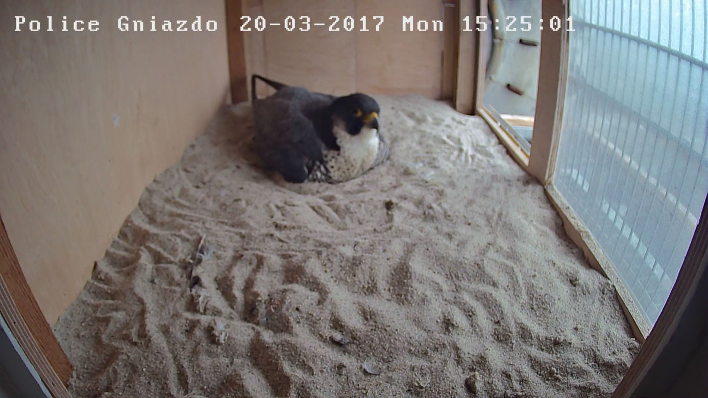 Gniazdo sokoła wędrownego w Policach