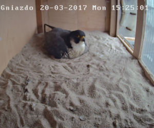 Gniazdo sokoła wędrownego w Policach