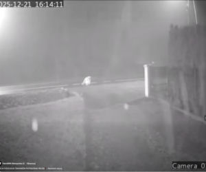 Dramat pod Krakowem. Seniorka czołgała się po jezdni, minęło ją kilkanaście samochodów