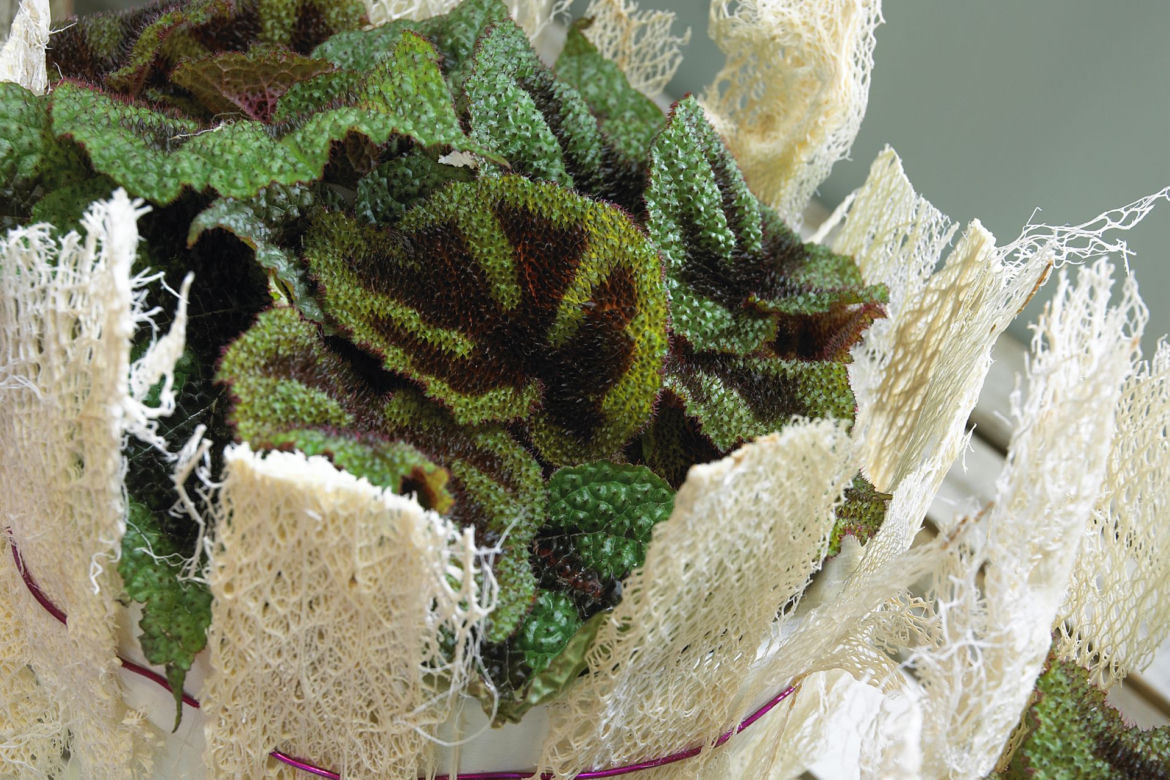 Begonia Masona