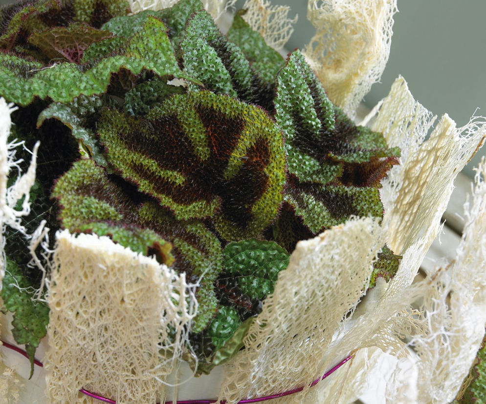 Begonia Masona
