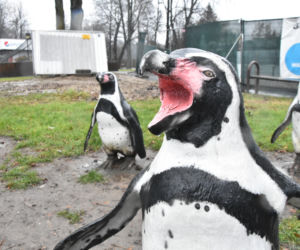 Pingwiny wracają do Śląskiego ZOO