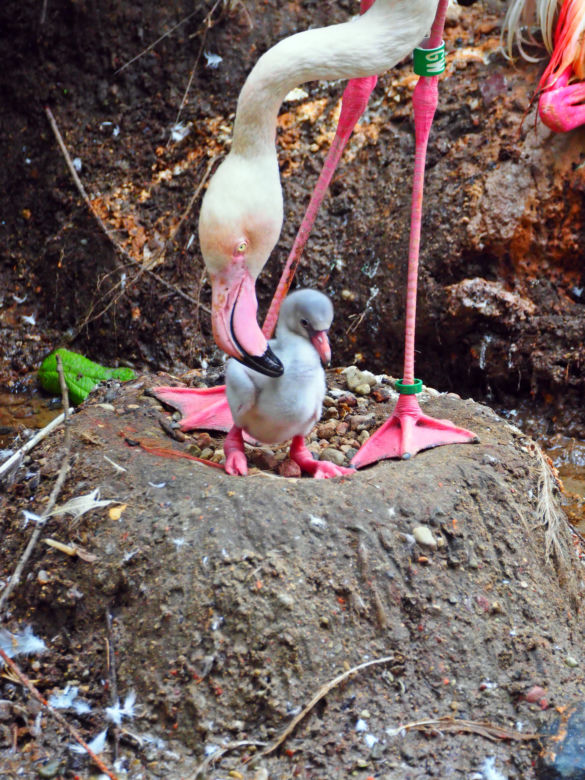 Młody flaming w gdańskim zoo